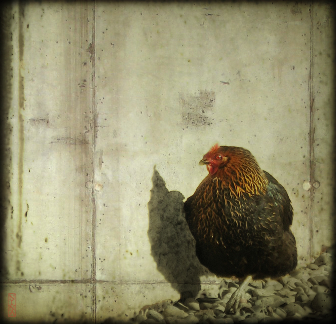 huhn, schatten werfend