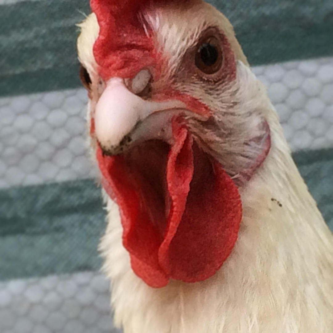 Huhn schaut böse