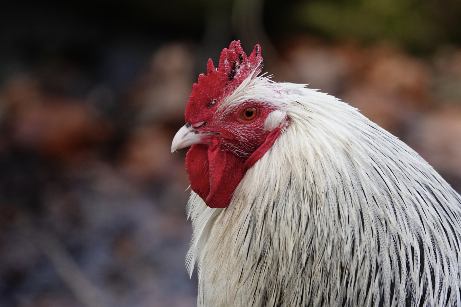 HUHN - So sollte es aussehen