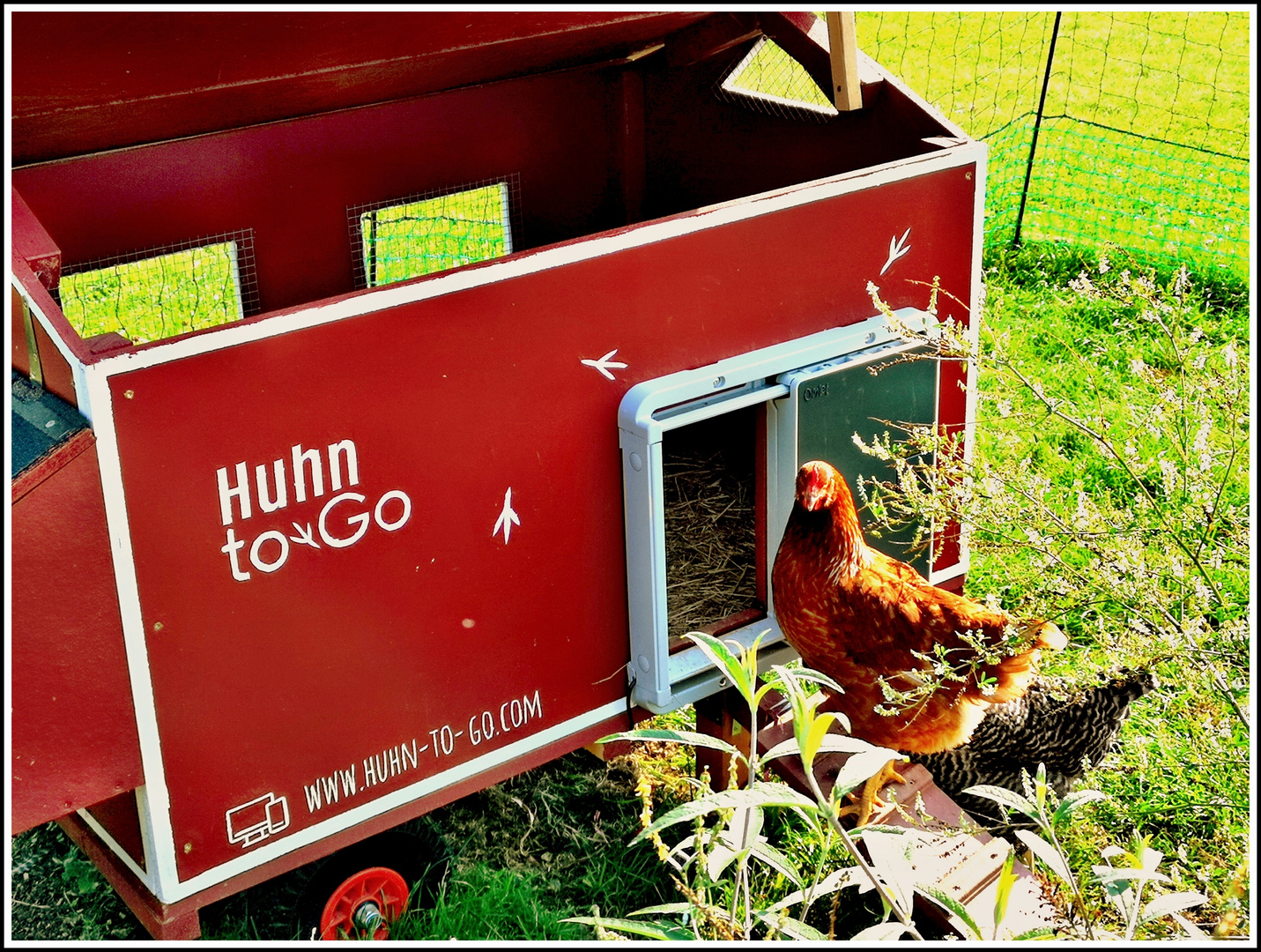 Huhn to go