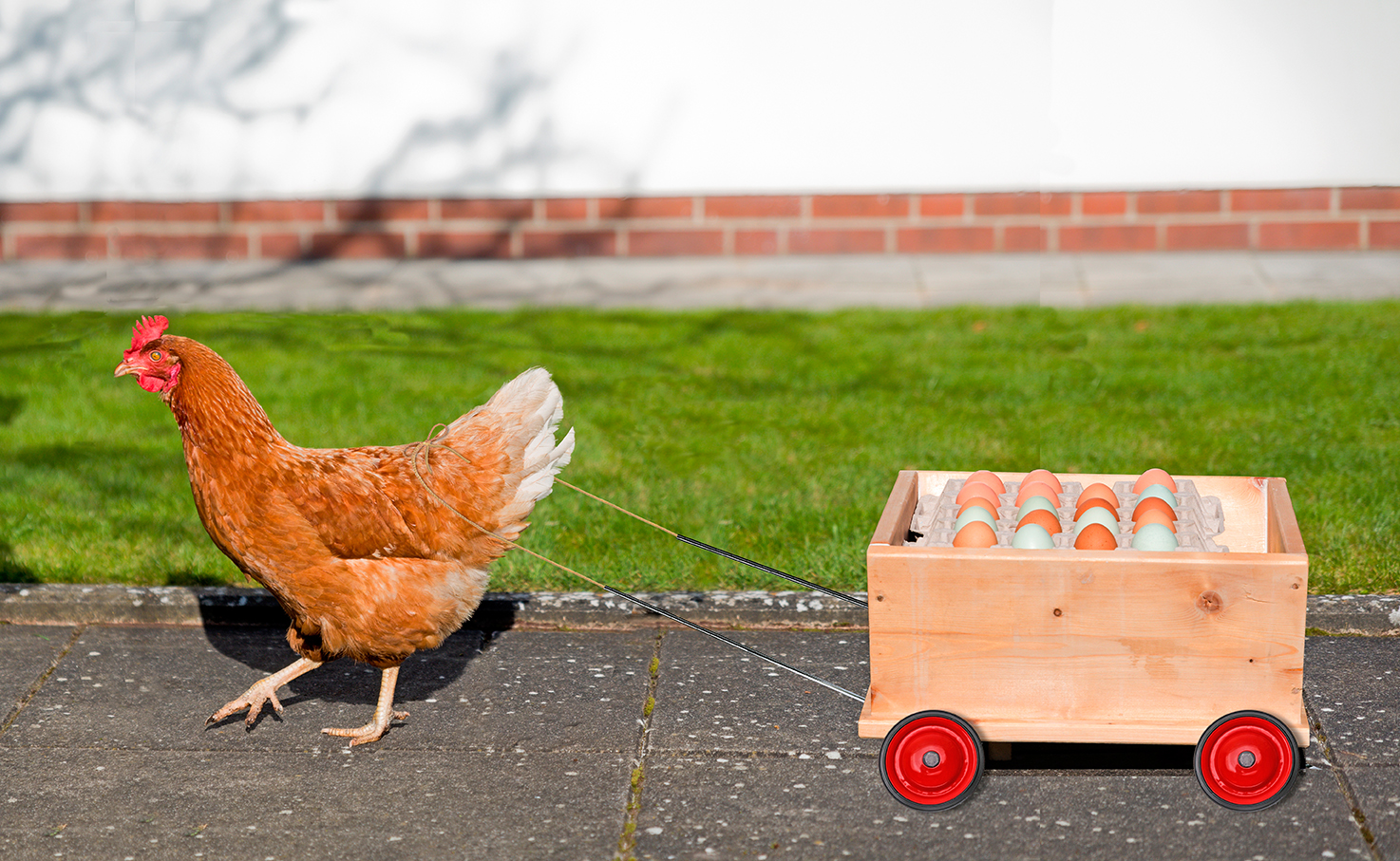 Huhn zieht eine Karre mit Eier