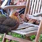 Huhn zu Besuch