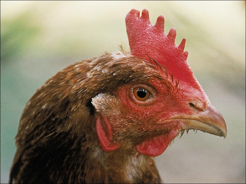 Huhn - zur Ablage von Vogeleiern zwecks Konsum gehalten