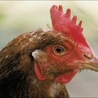 Huhn - zur Ablage von Vogeleiern zwecks Konsum gehalten