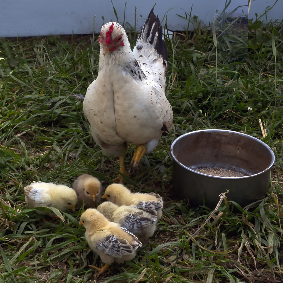 Huhnfamilie versammelt zum Essen