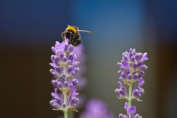 . . . - Huhu - . . .