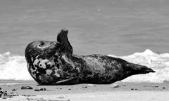 Huhu, hier bin ich . . . .