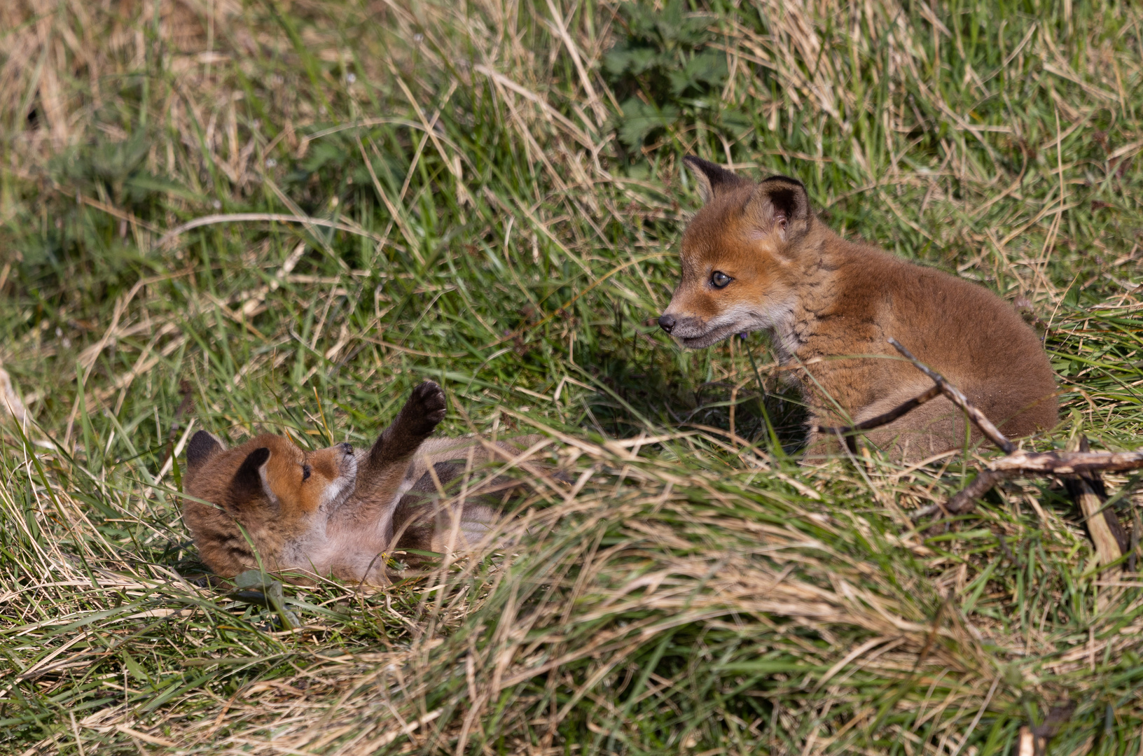 Huhu... hier bin ich! Foto & Bild tiere, wildlife, säugetiere Bilder