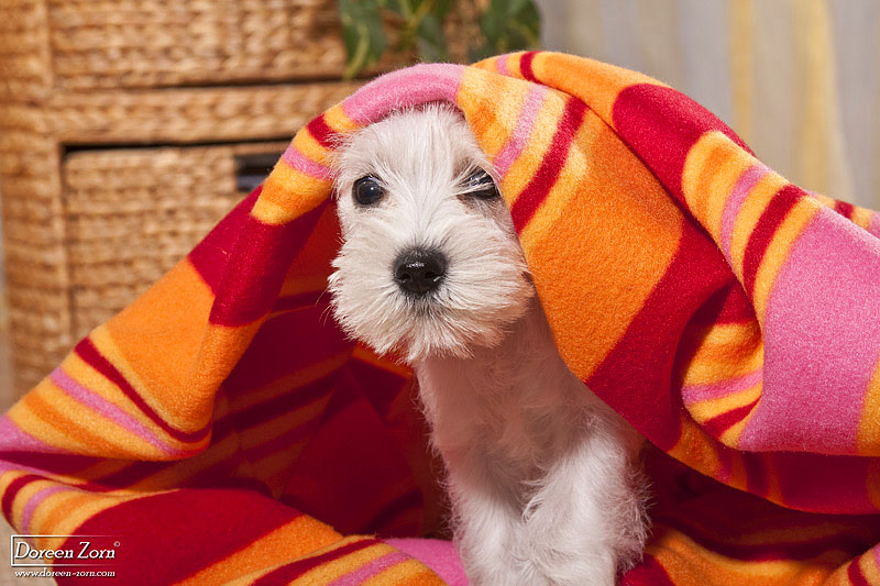 Huhu hier bin ich - kleiner weißer Zwergschnauzer Welpe