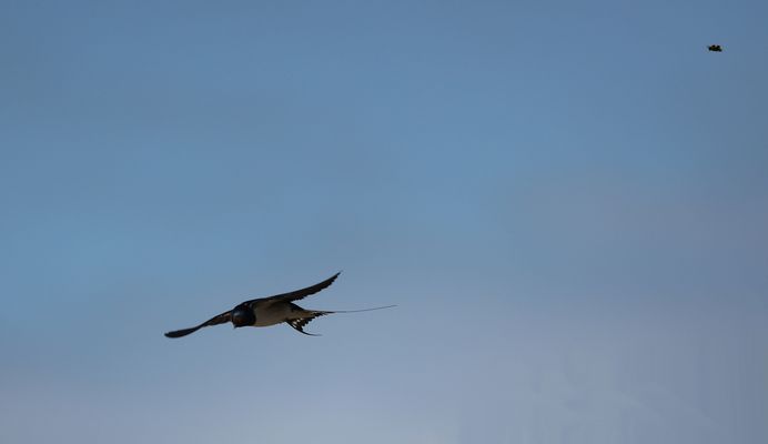 .-.-.-.-.-  Huhu ...... hier oben bin ich  .-.-.-.-.-