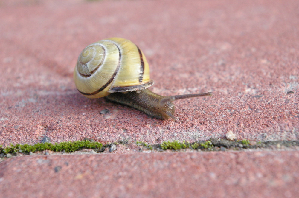 Huhu, kleine Schnecke