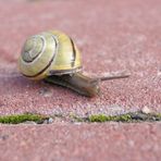 Huhu, kleine Schnecke