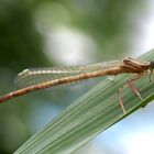 Huhu - oder die kleine Libelle