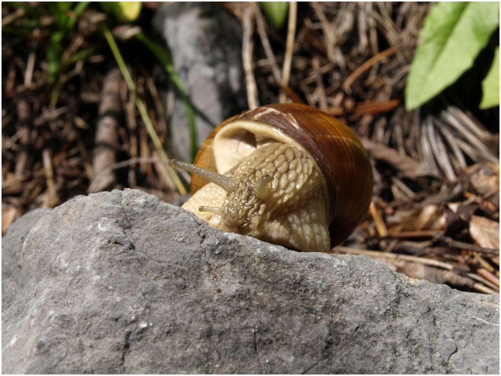 HuHu - Weinbergschnecke