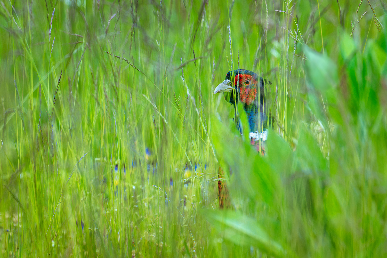 Huhu wo bin ich...? Foto & Bild nature, natur, vogel Bilder auf