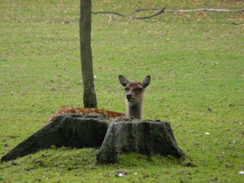 Huhu, wo bin ich. Versteckspiel mit dem Fotografen