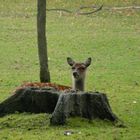 Huhu, wo bin ich. Versteckspiel mit dem Fotografen