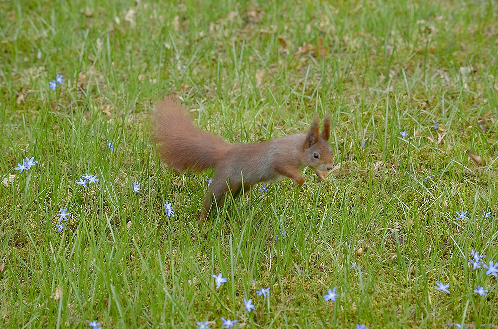 ...hui, die schönen blauen Frühlingsblümchen