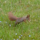 ...hui, die schönen blauen Frühlingsblümchen