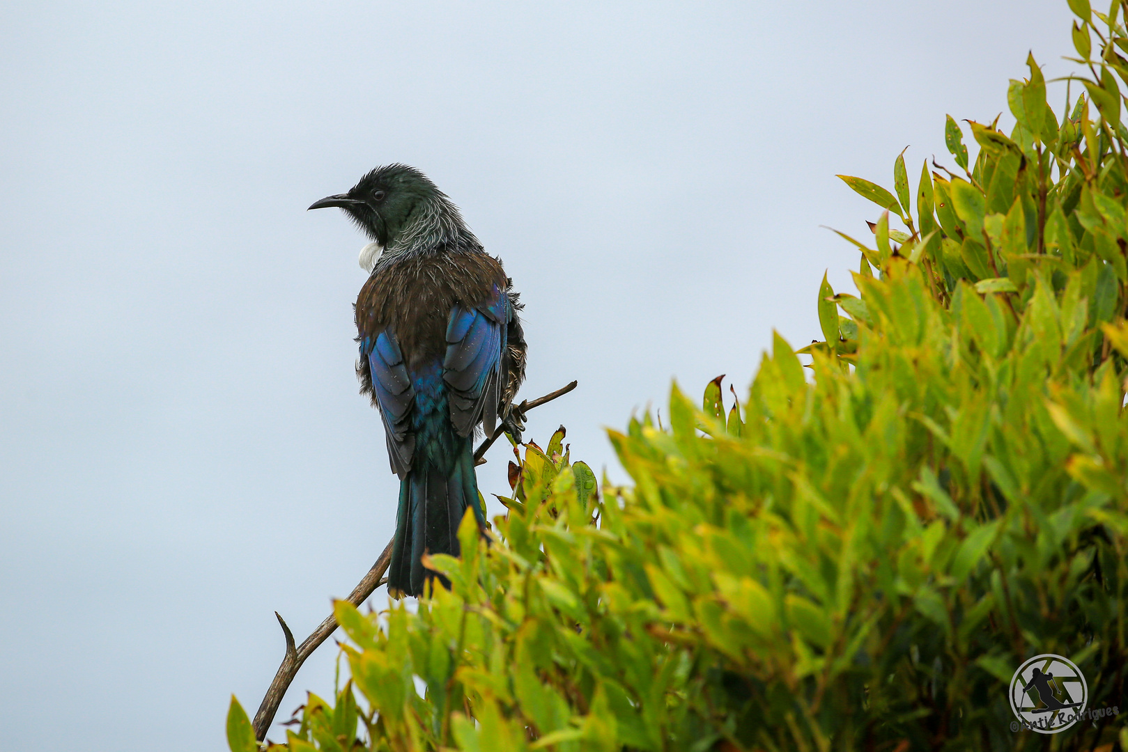 Hui, ein Tui 