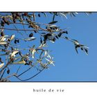 huile de vie