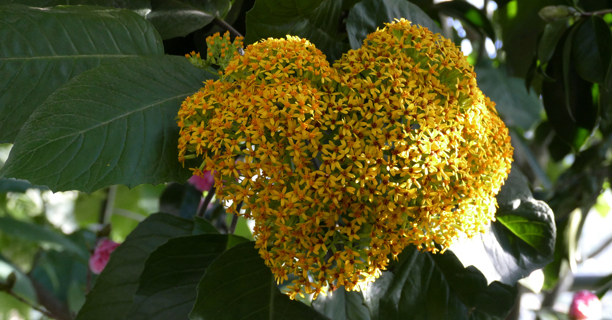 Huinderte kleine Camelienblüten