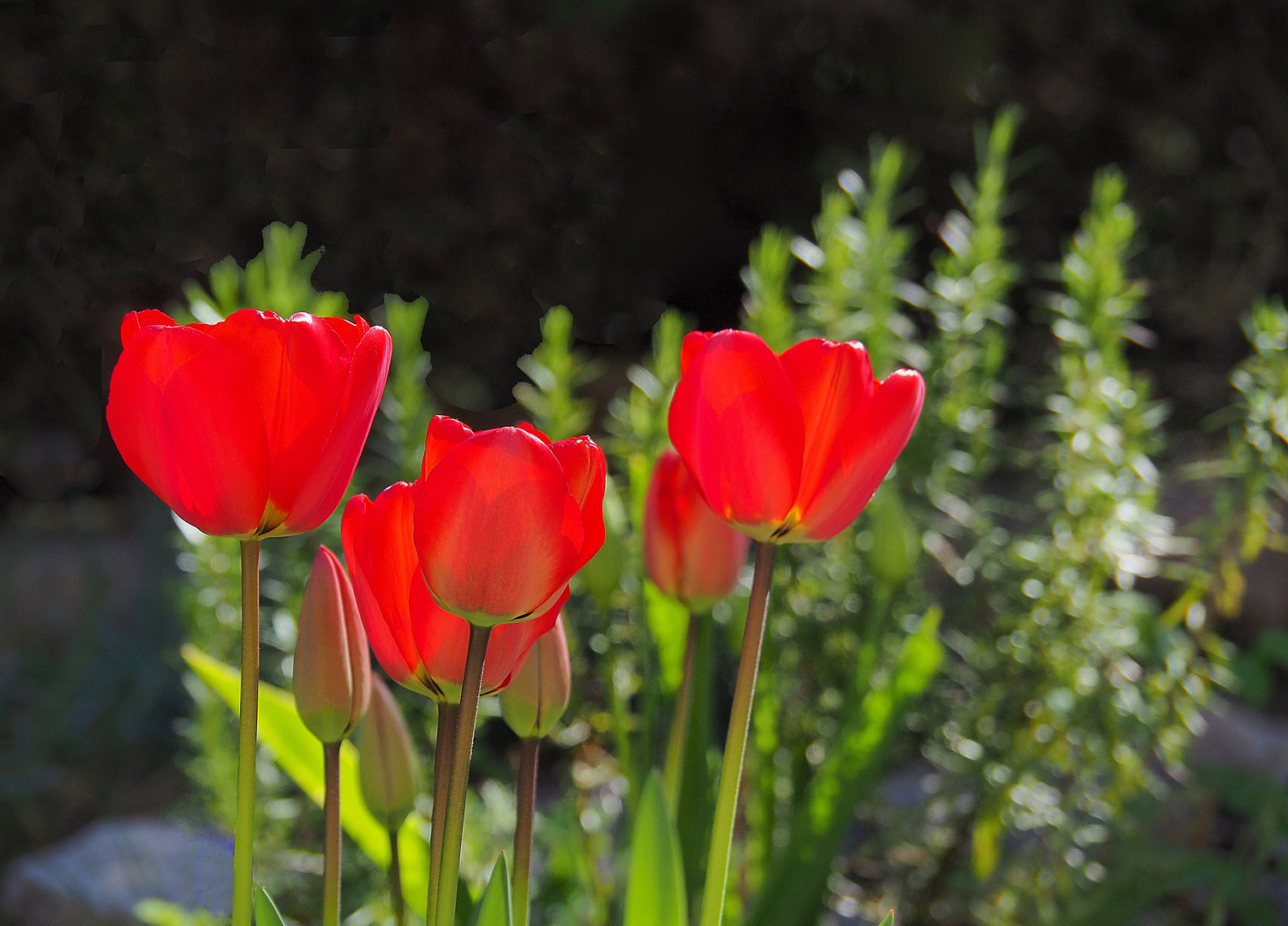 Huit tulipes du jardin