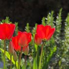 Huit tulipes du jardin