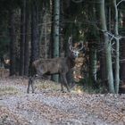 Huits cors a l'arrêt au saut du chemin.