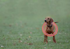 Hula Hoop