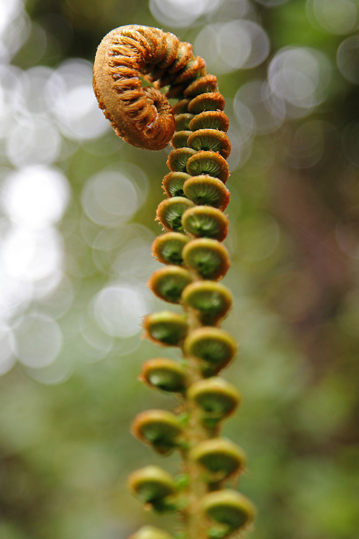 Hula Kahiko