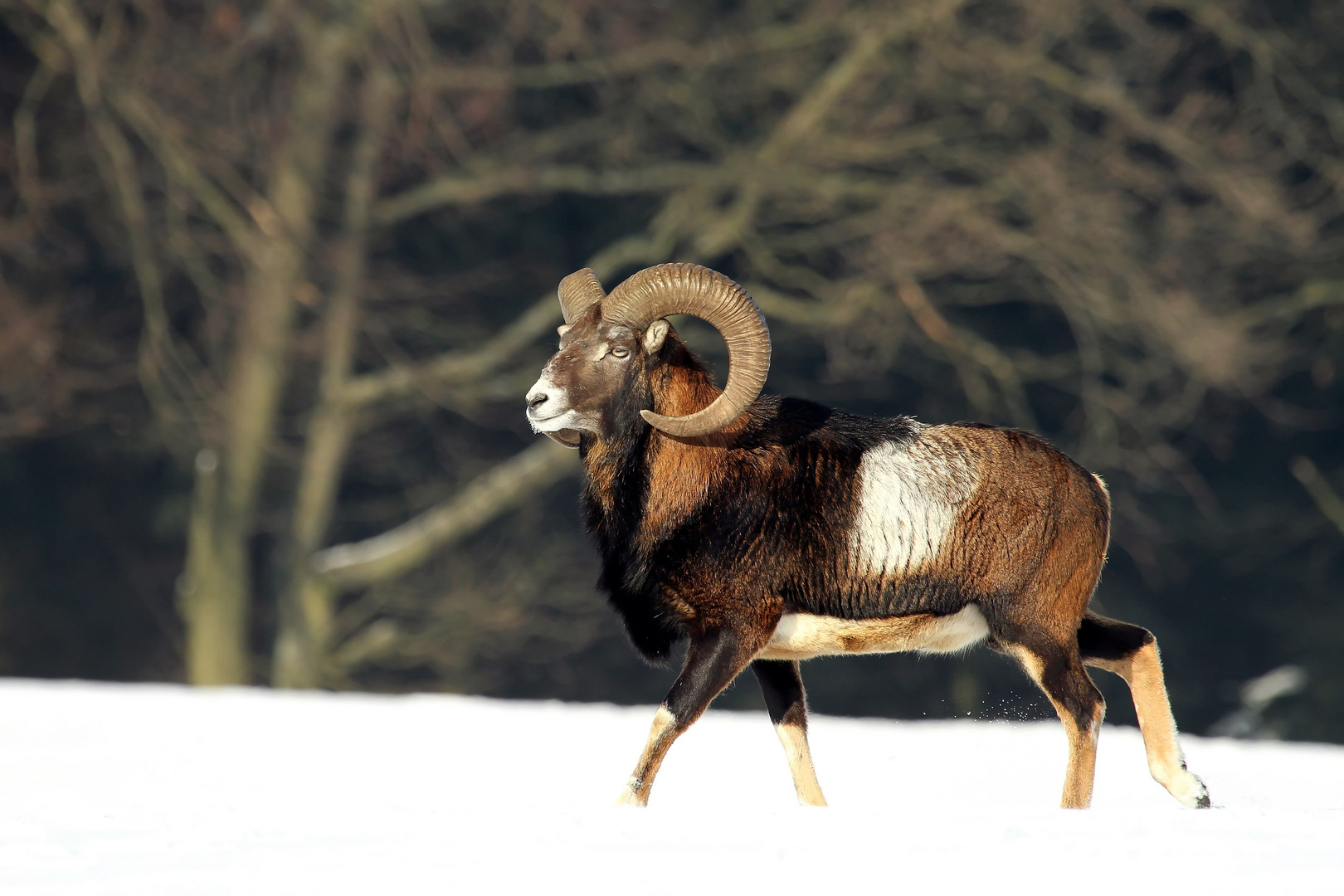 Huldvoll.... Mufflonwidder im Schnee