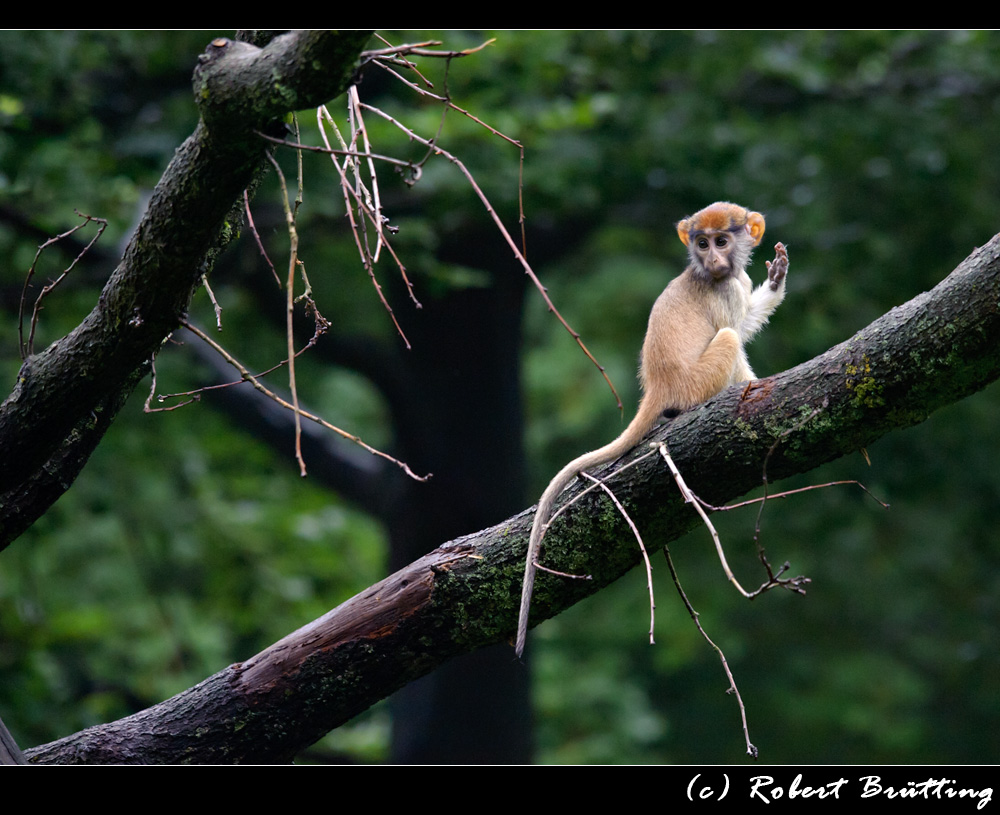Huldvolles Winken Foto & Bild | tiere, zoo, wildpark & falknerei