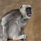 Hulman-Langur