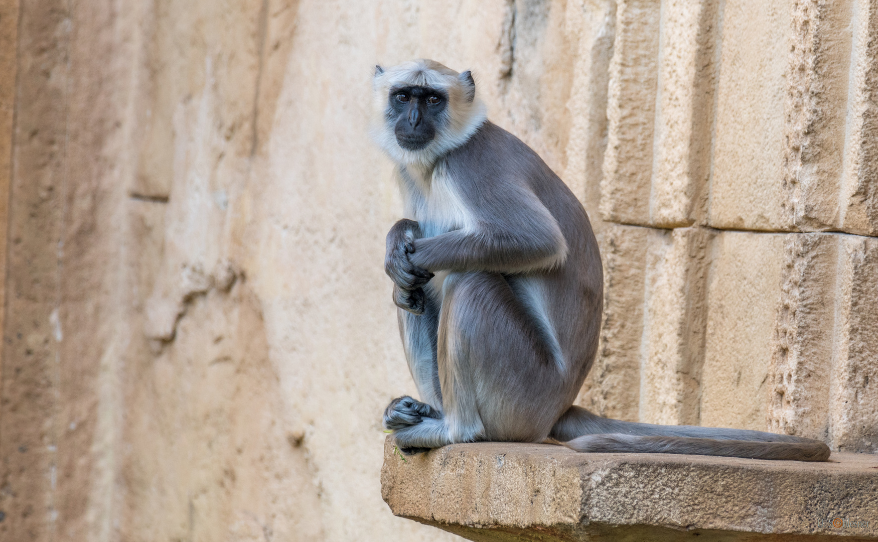 HULMAN-LANGUR