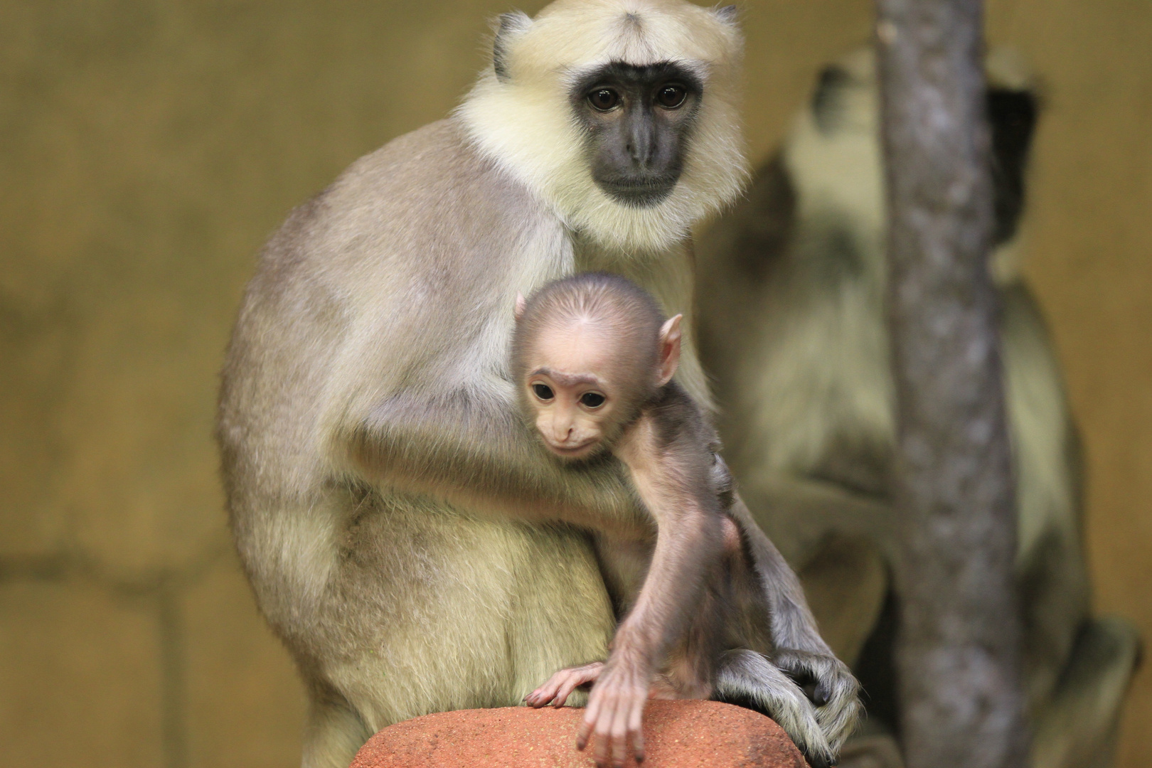 Hulman-Langur-Äffchen mit Baby