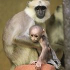 Hulman-Langur-Äffchen mit Baby