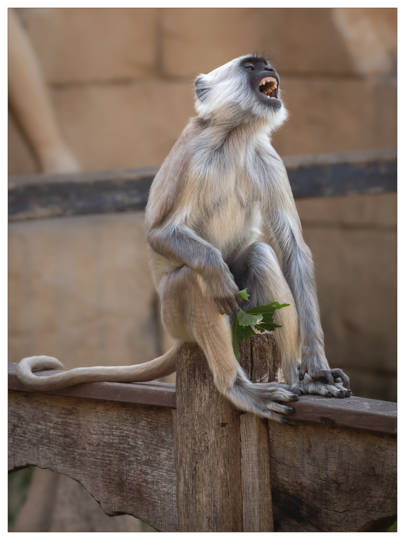 Hulman Langur