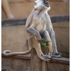 Hulman Langur