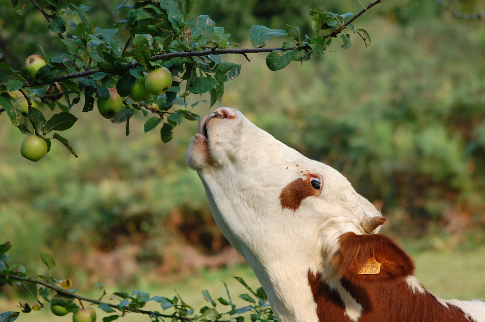 Hum la belle pomme..