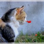 HUM LE BEAU COQUELICOT!