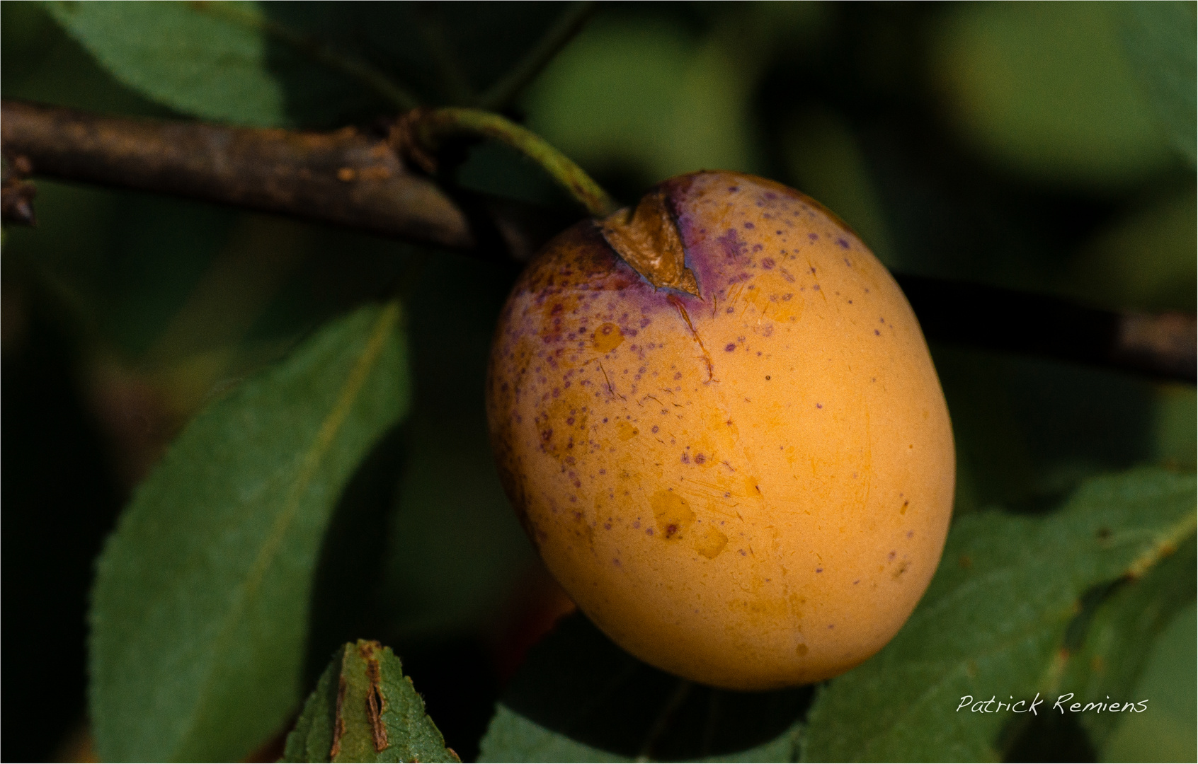 Hum mirabelle