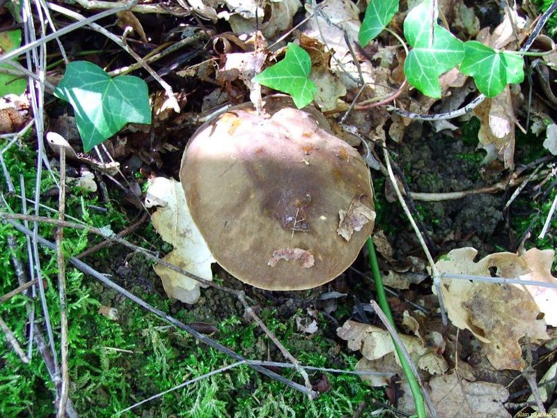 hum! vous aimez les cèpes? servez-vous !