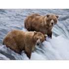 ... human / bear watching ...
