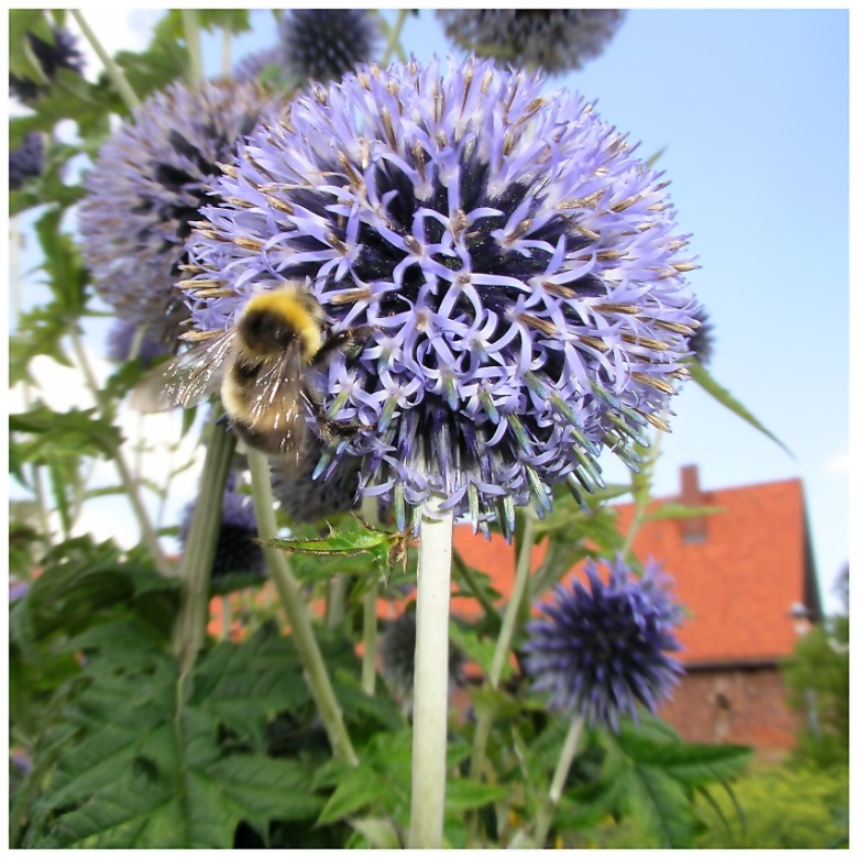 Humble Bee at work ...