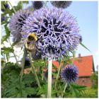 Humble Bee at work ...