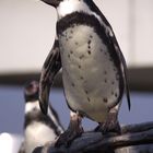 Humbold-Pinguin