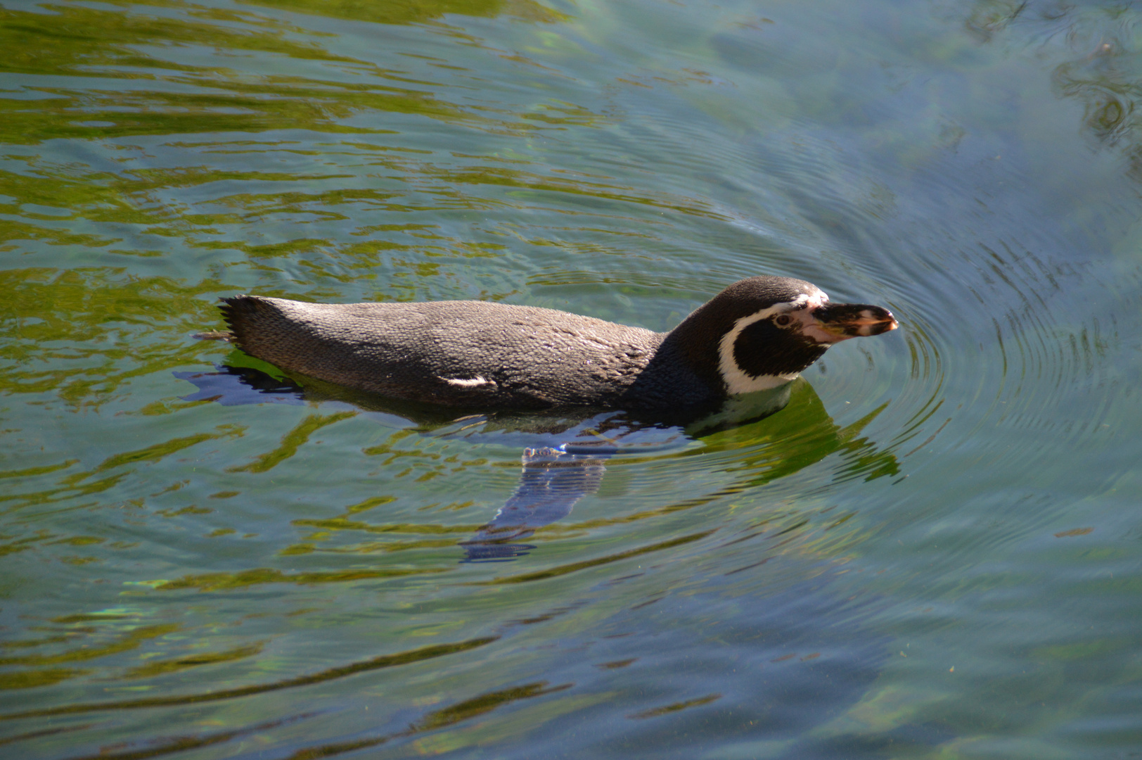 Humbold-Pinguin beim planschen