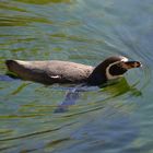 Humbold-Pinguin beim planschen