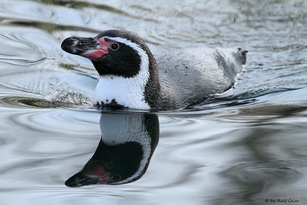 HumboldPinguin